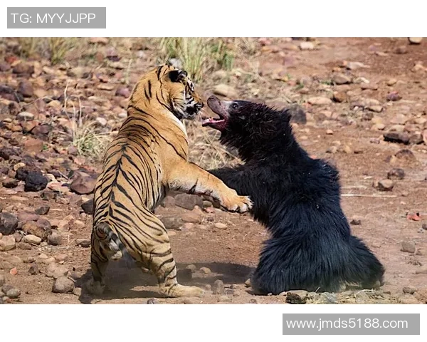 腾飞之狮与澳门黑熊的巅峰对决谁将成为胜利的王者